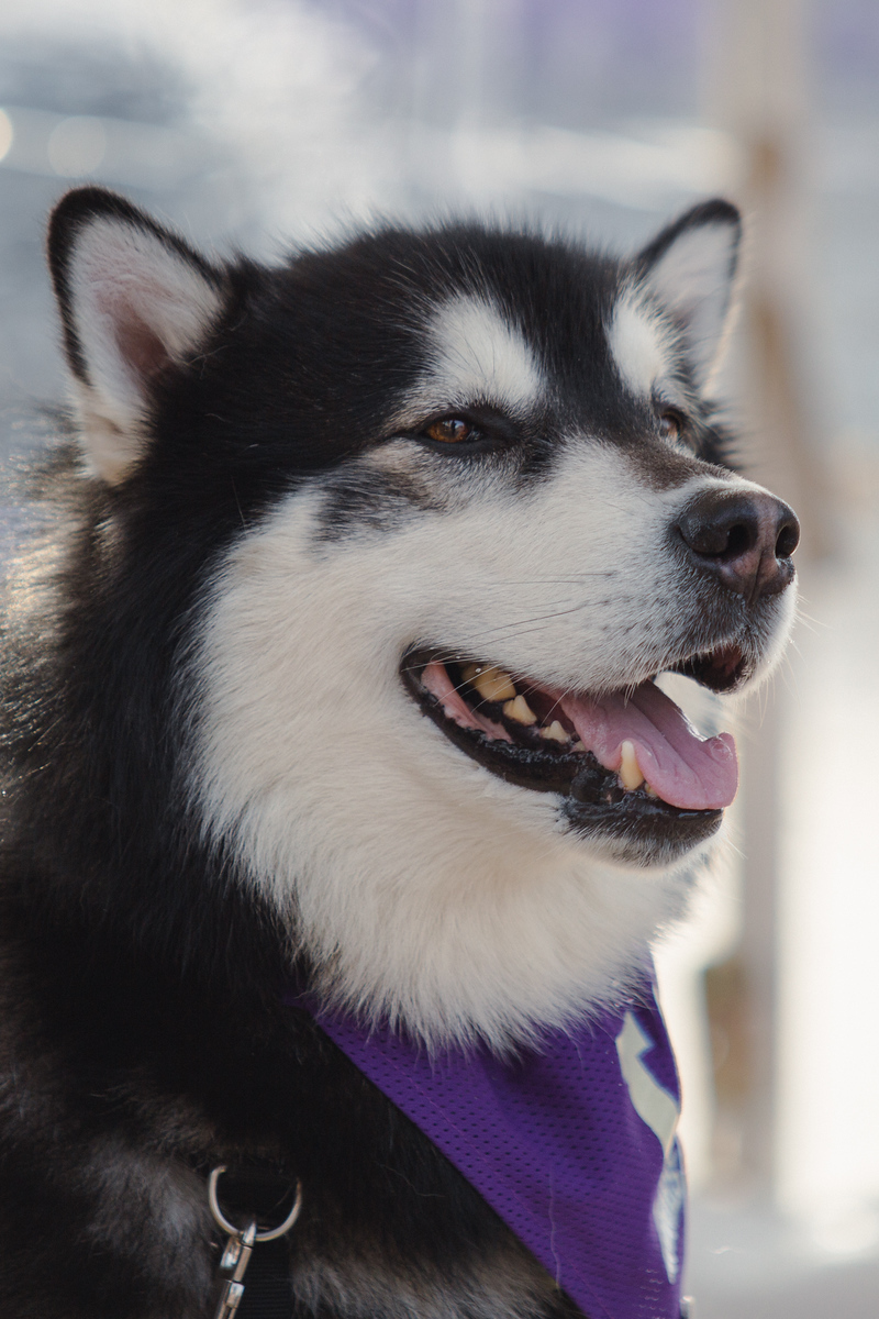 husky dog