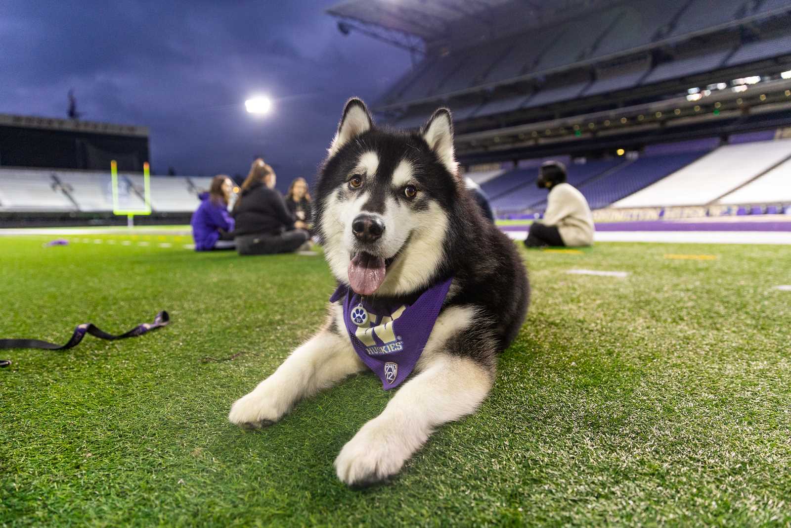 Photo of husky laying on grass