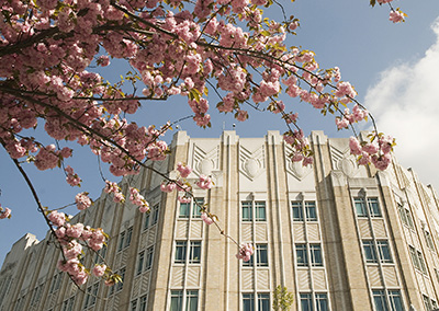 Harborview Medical Center, seen through cherry blossoms. 