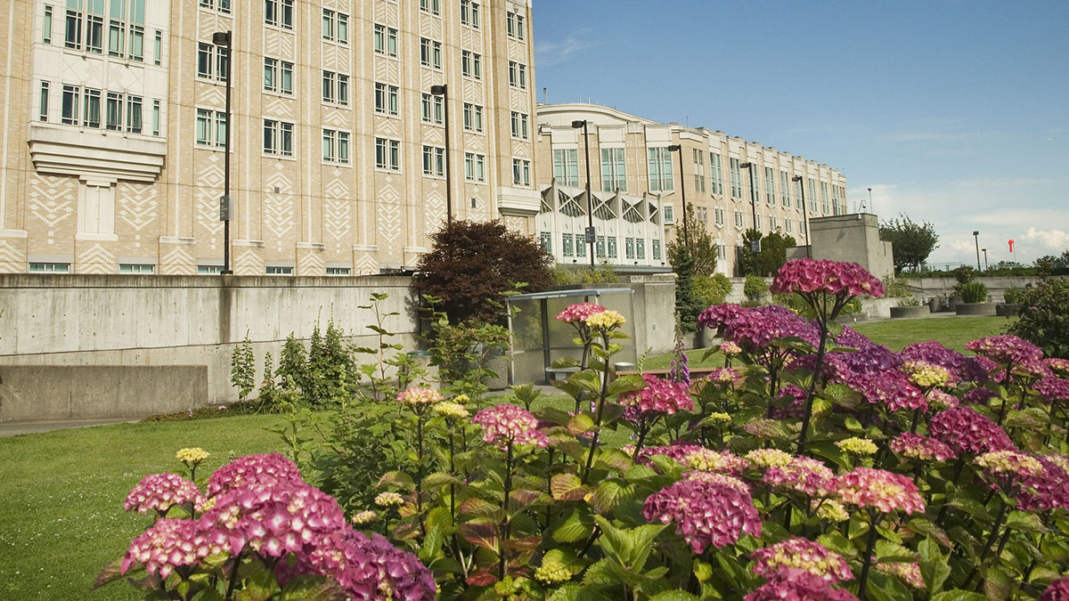 The exterior of HMC in June, with purple hydrangeas in the foreground. 