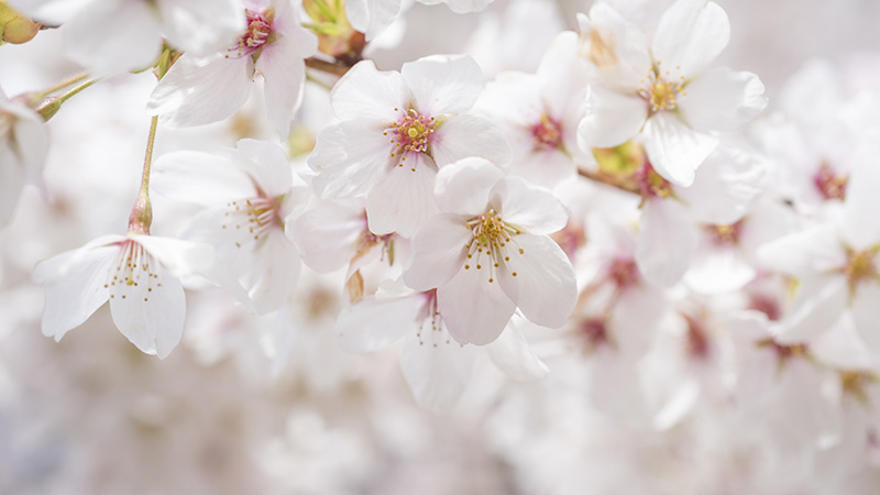 A close-up of cherry blossoms