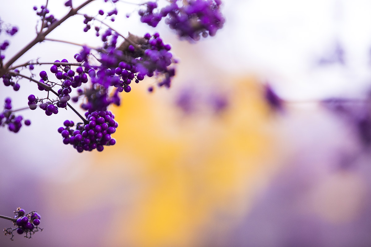 Purple berries on UW Campus in fall