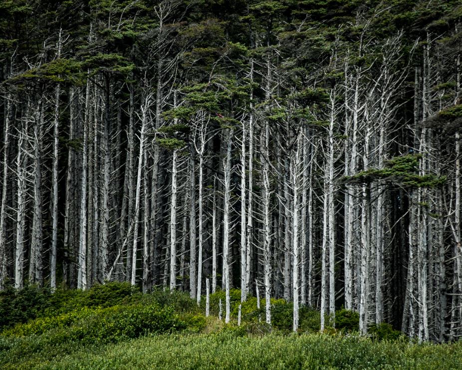 Trees