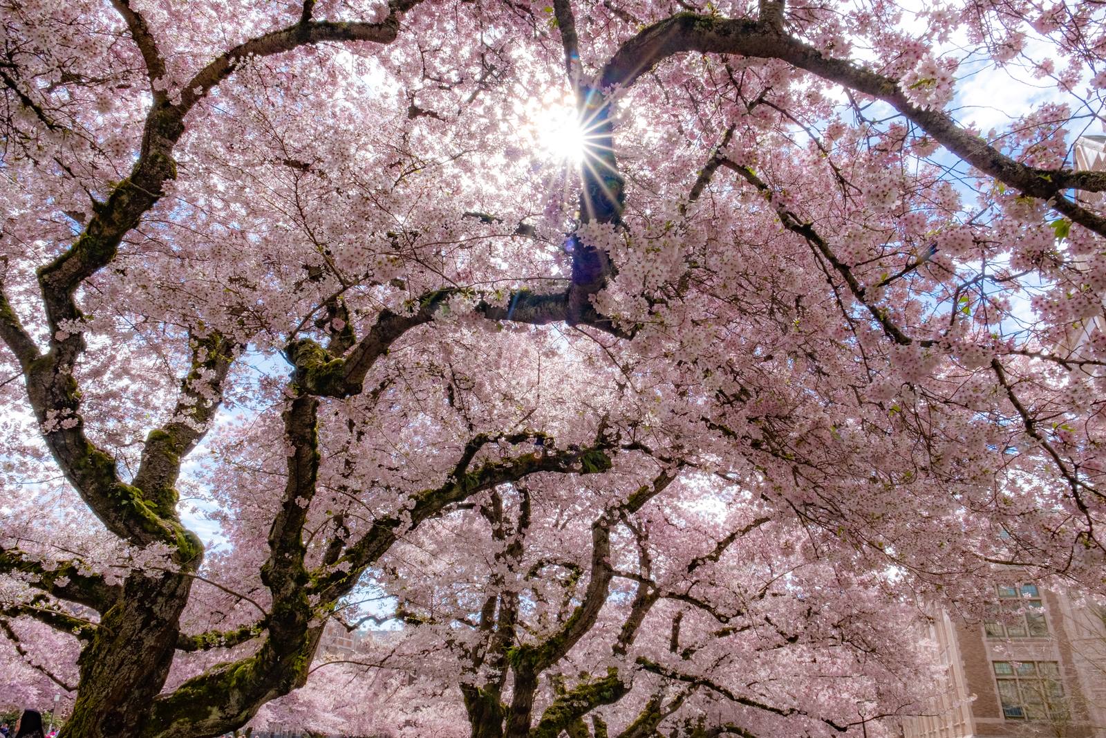 cherry blossoms