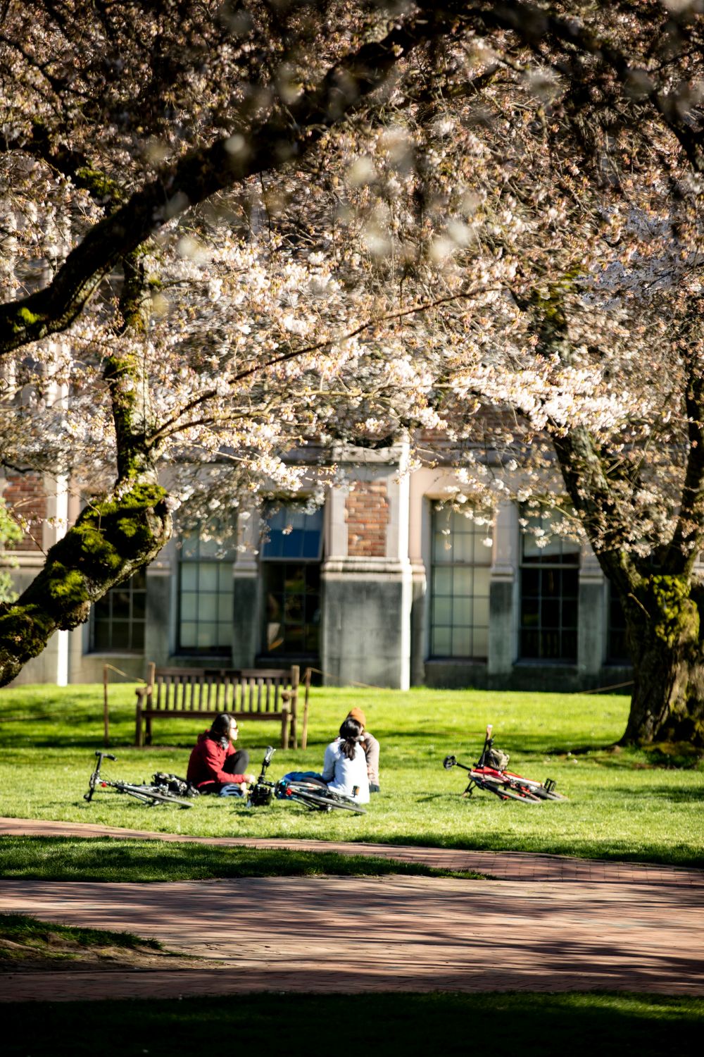 Cherry blossoms and three people sitting on grass with bikes