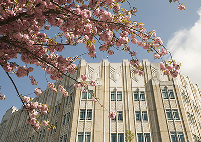 Harborview Medical Center, seen through cherry blossoms.
